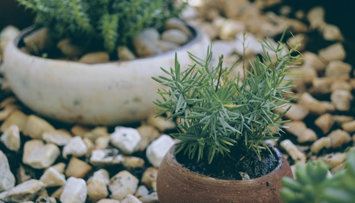 Close-up of two potted rosemary plants surrounded by small rocks.