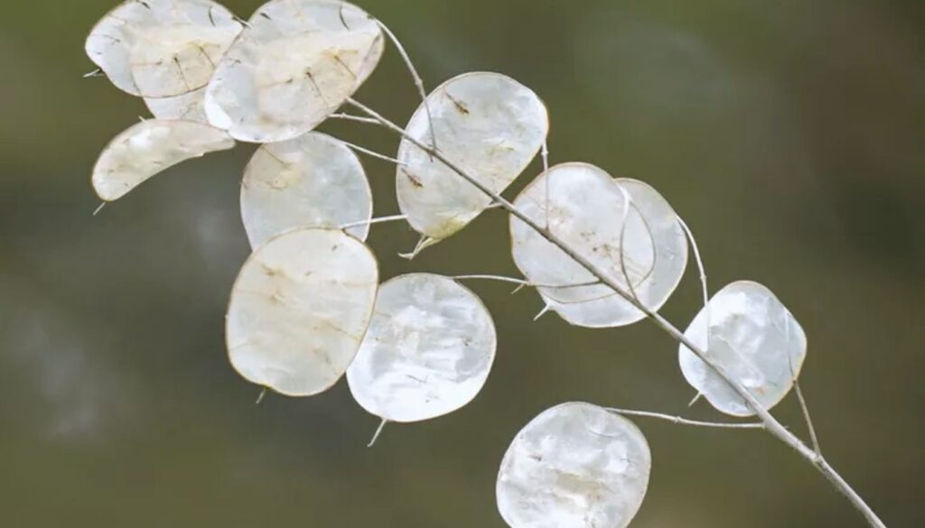 Close-up of Lunaria annua seed pods, also known as “money plant,” with translucent, silver-dollar-sized discs against a blurred natural background.