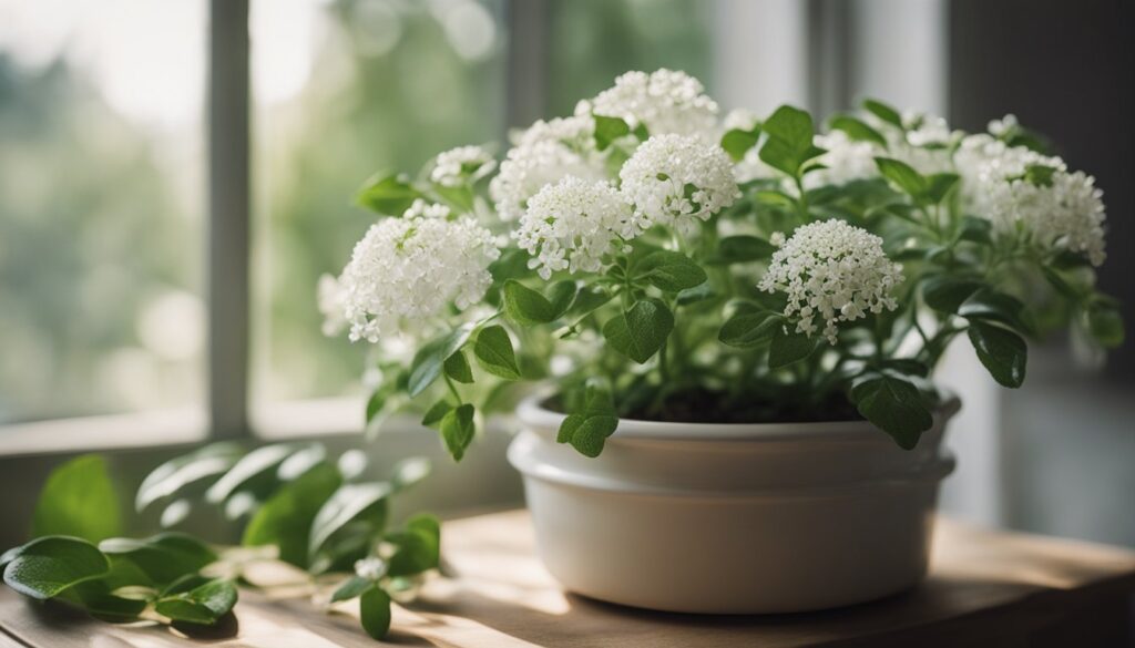 A Bridal Veil plant in a white pot placed on a wooden surface near a window, with clusters of small white flowers and lush green leaves.