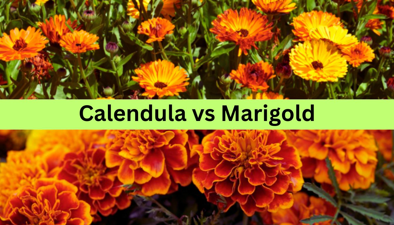 A comparison image showing Calendula flowers at the top and Marigold flowers at the bottom, highlighting the differences between the two.