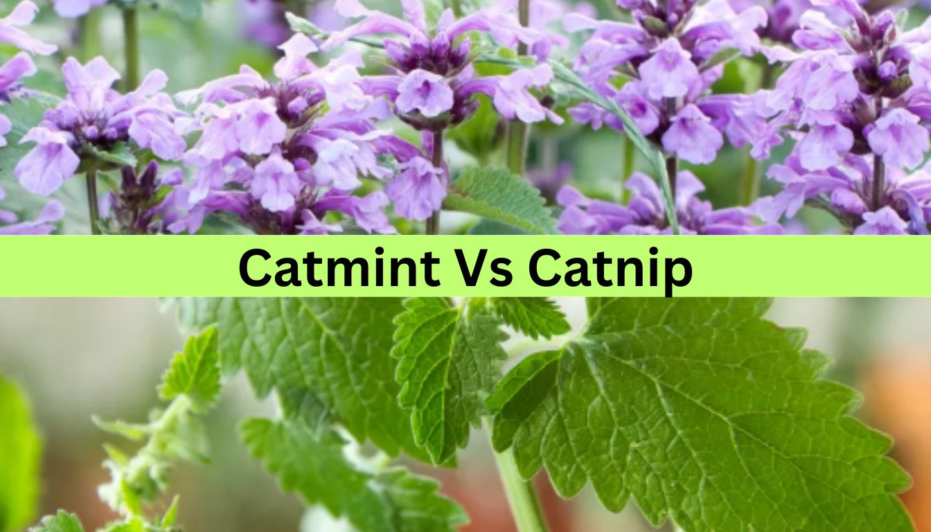 Close-up of catmint and catnip plants, showing their distinct leaves and flowers.