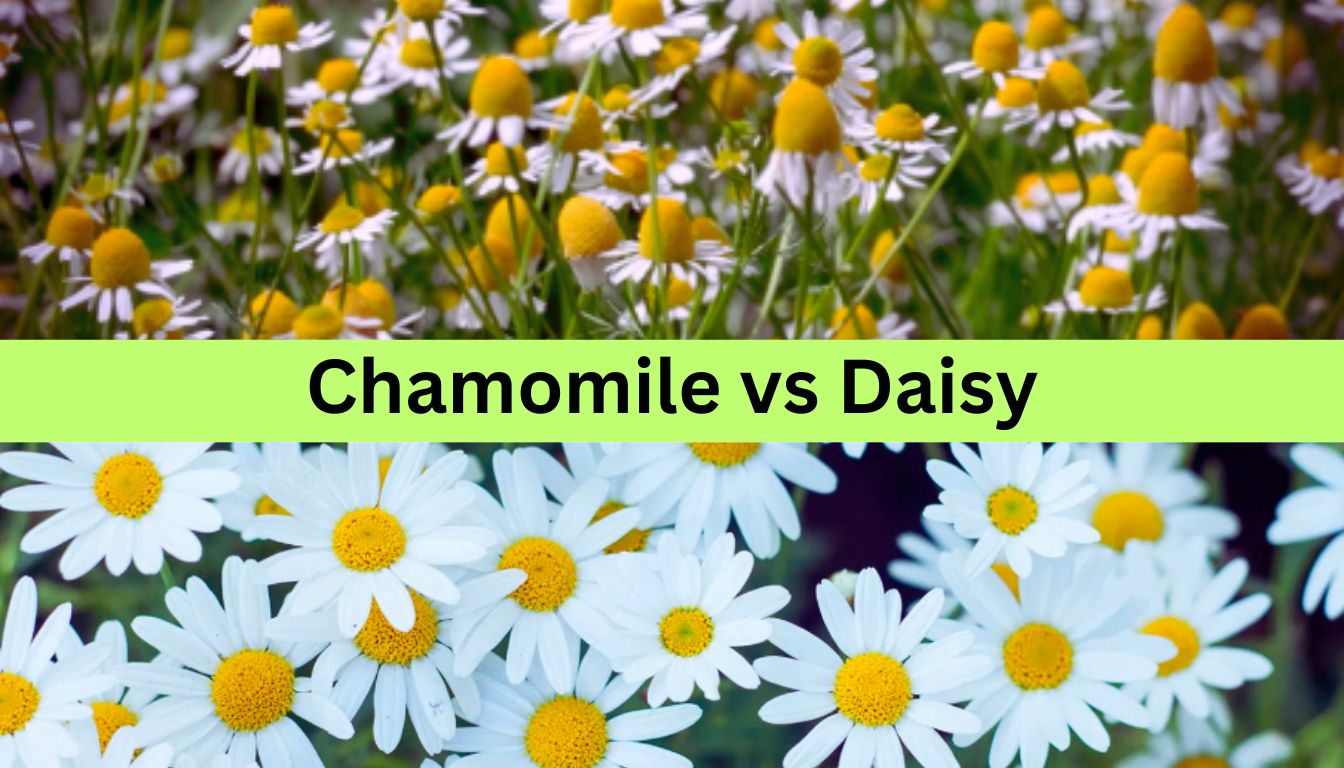 Comparison of chamomile and daisy flowers. The top half shows chamomile flowers with small white petals and yellow, dome-shaped centers. The bottom half shows daisy flowers with larger white petals and flat, yellow centers.