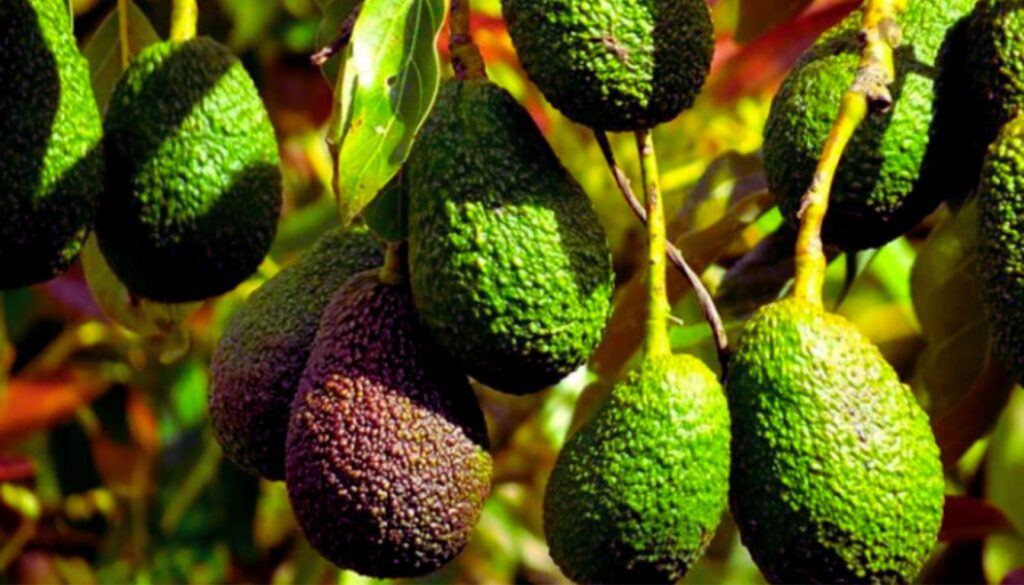 A cluster of avocados hanging from a tree branch, with varying shades of green and some hints of purple, surrounded by green leaves.