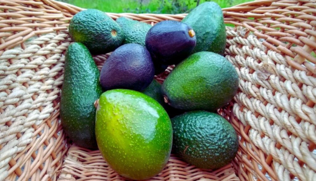 A wicker basket filled with various avocados, showcasing different sizes and colors, including green and dark purple.