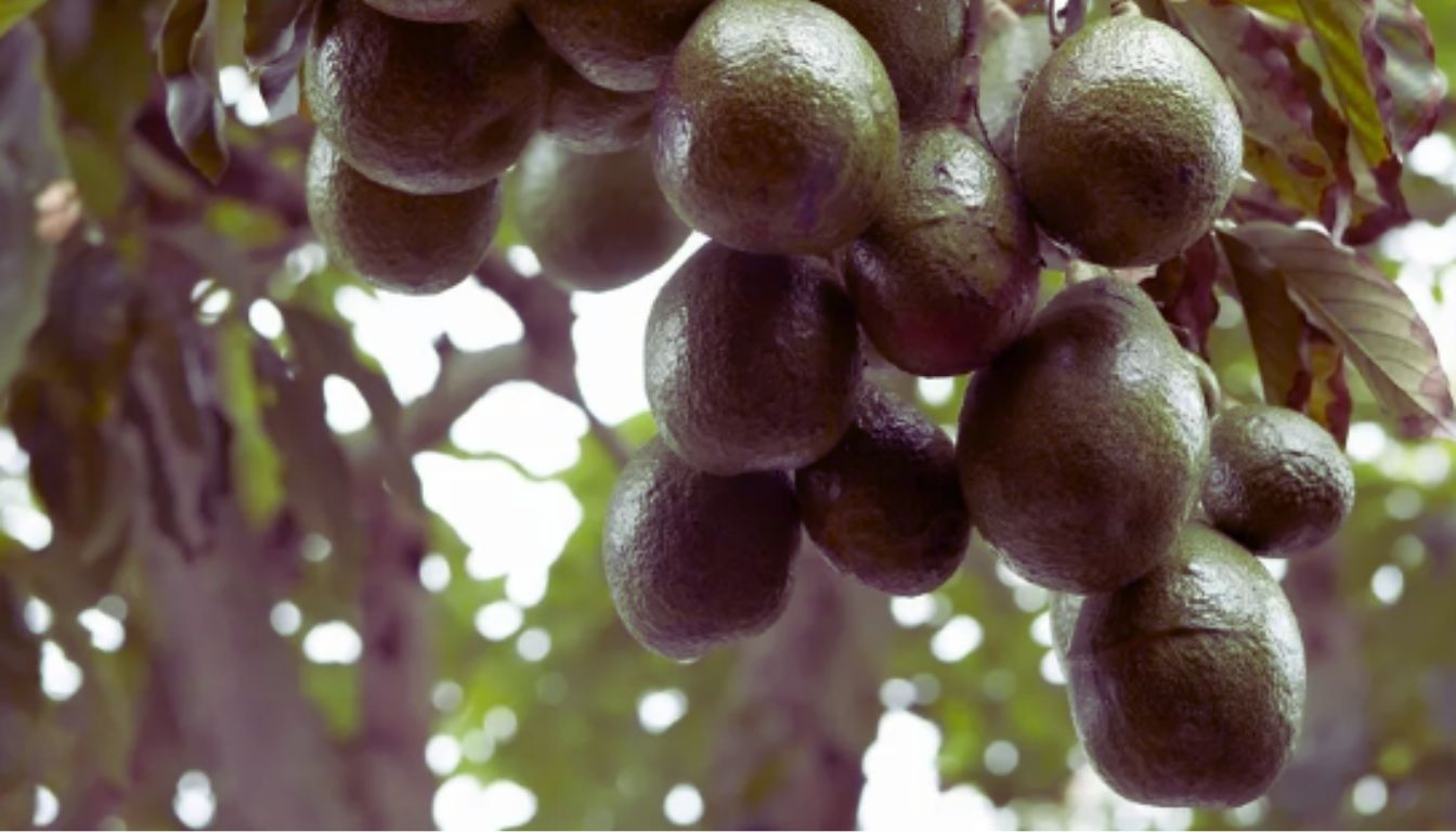 A cluster of avocados hanging from a tree branch, surrounded by green leaves.