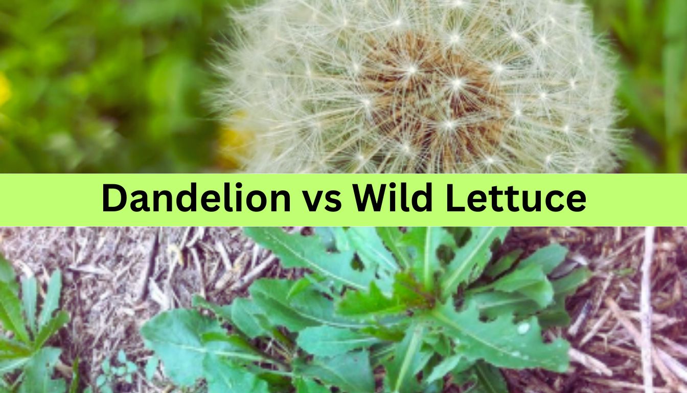 A comparison image showing a dandelion seed head on the top half and wild lettuce leaves on the bottom half, with the text "Dandelion vs Wild Lettuce" in the center.