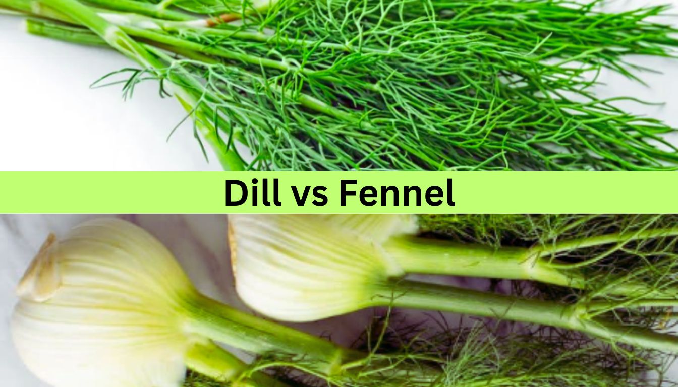 A comparison image showing dill and fennel. The top half of the image displays fresh dill with its feathery green leaves, while the bottom half shows fennel with its bulbous base and similar feathery leaves. The text "Dill vs Fennel" is prominently displayed in the center.