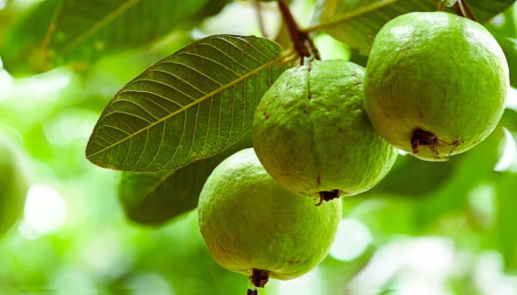 Three green guavas hanging from a tree branch with large green leaves in the background.