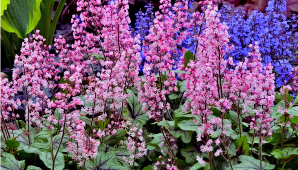 A cluster of Heucherella plants with pink flowers and green leaves with dark veins, set against a background of blue flowers and green foliage.