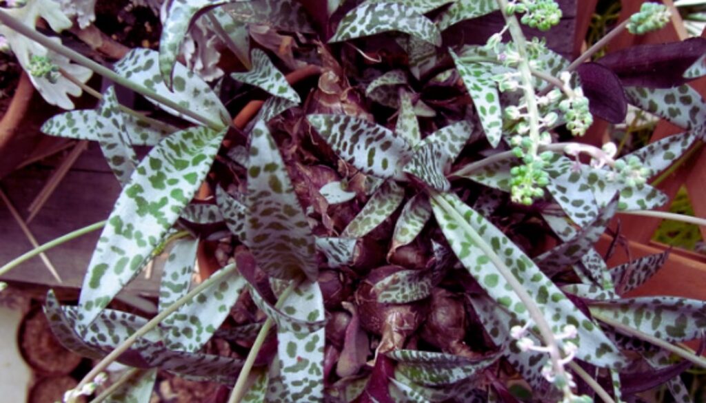 A close-up view of a Ledebouria plant, also known as Silver Squill, showing its distinctive green and white spotted leaves and small clusters of greenish-white flowers.