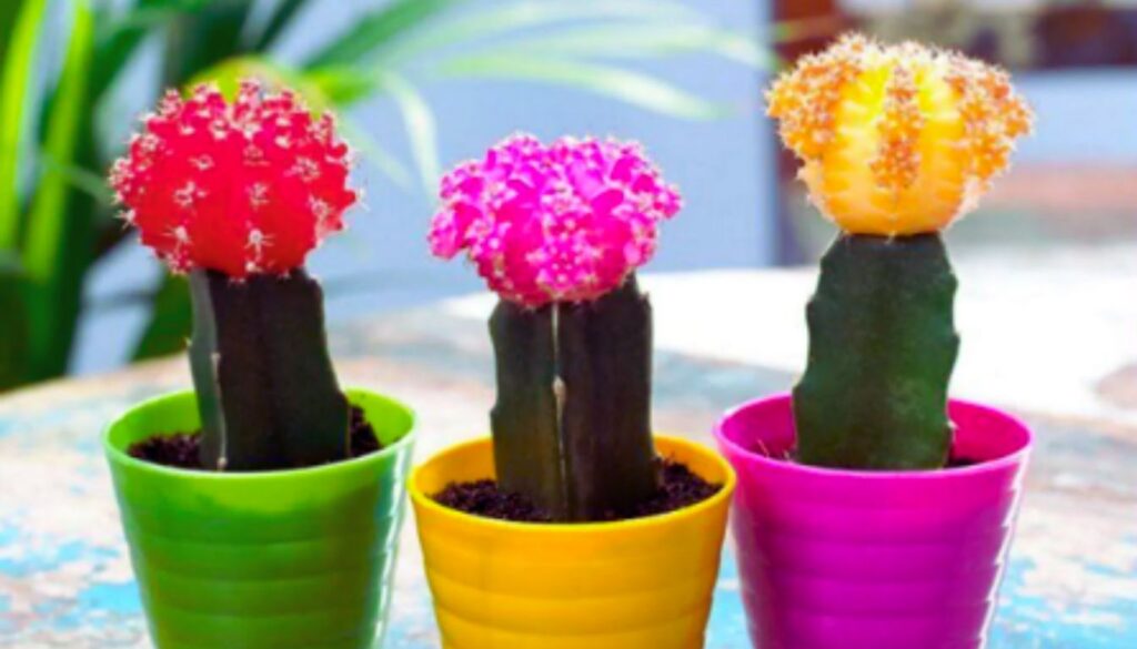 Three moon cactus plants in colorful pots, with vibrant red, pink, and yellow tops, placed on a table.