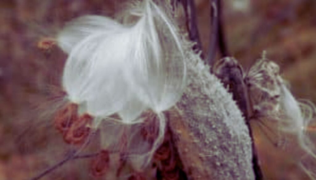 Close-up of a milkweed pod releasing its seeds.