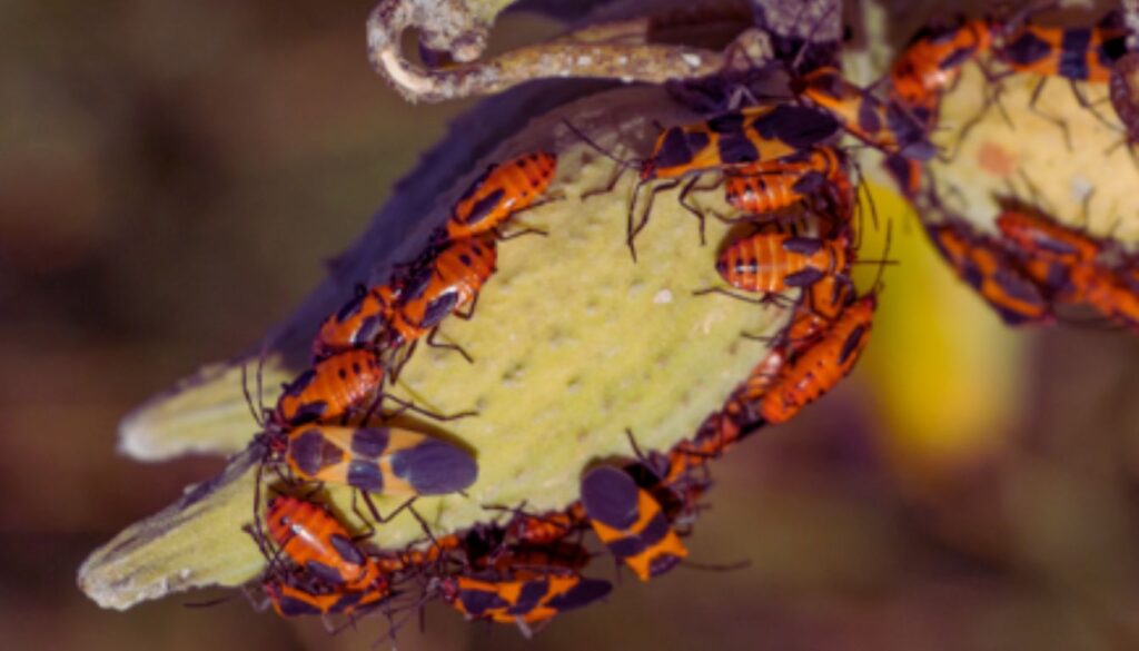 A cluster of orange and black insects on a milkweed pod.