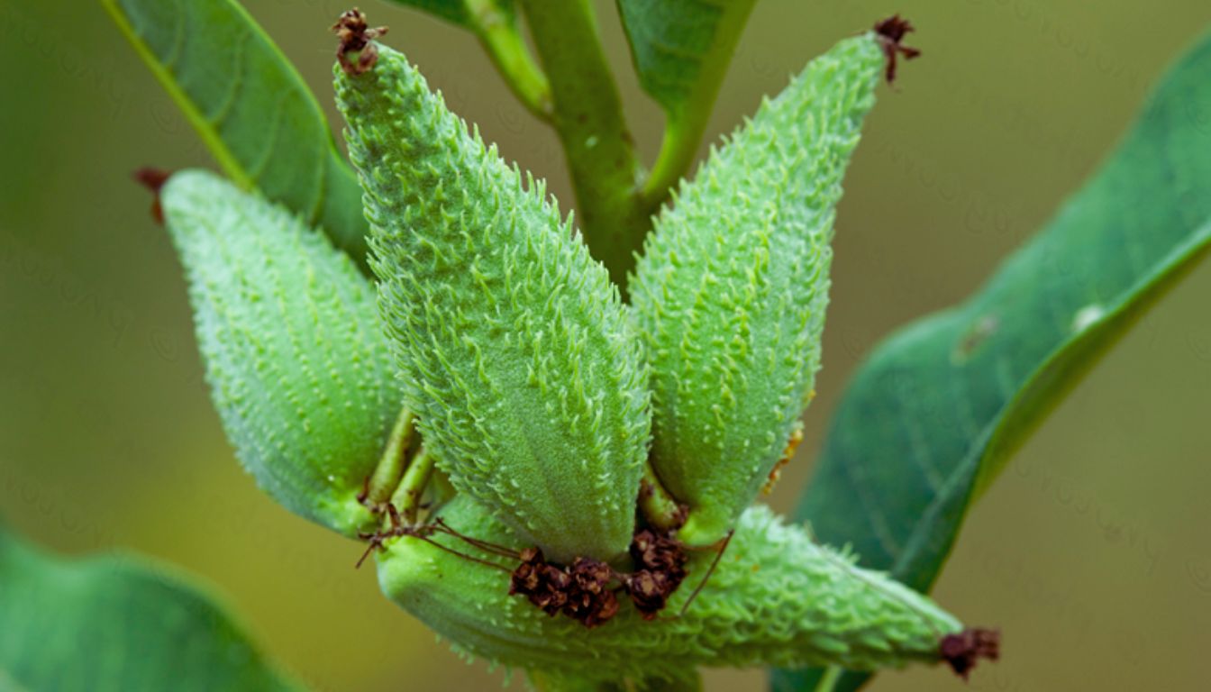 Close-up image of green milkweed pods with a spiky texture, attached to a stem with green leaves in the background.