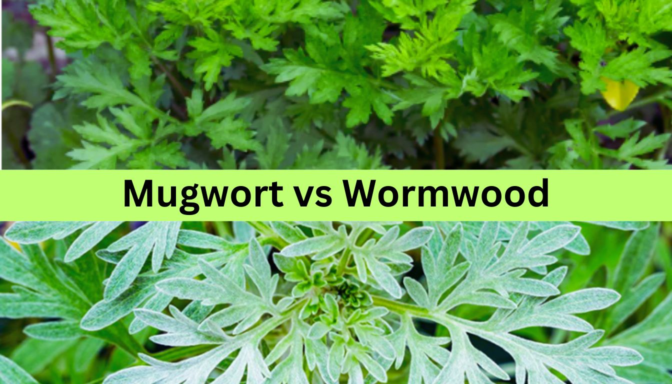 Close-up images of Mugwort and Wormwood plants with the text "Mugwort vs Wormwood" in the center.