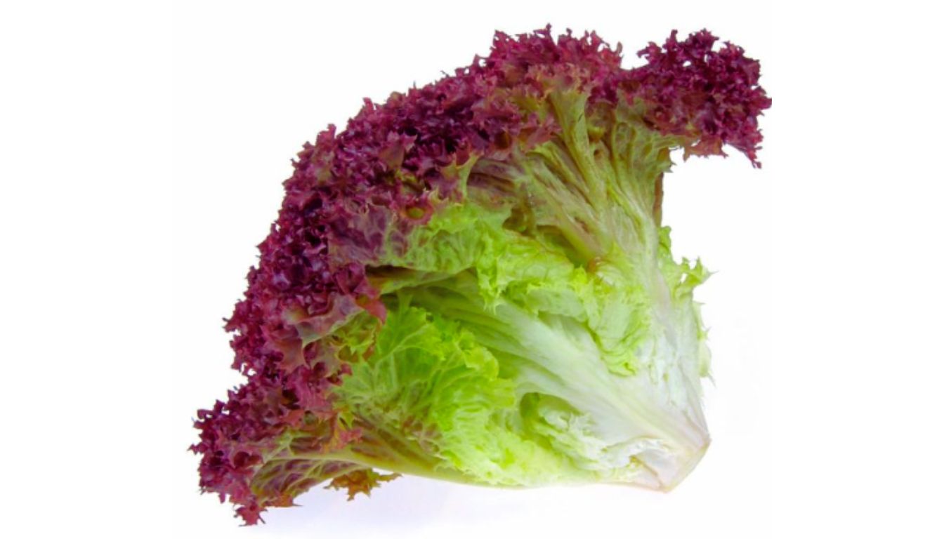 A close-up image of a red lettuce leaf with vibrant red and green colors.