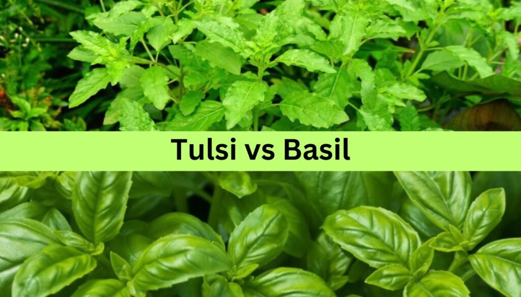 A comparison image showing Tulsi and Basil plants. The top half of the image displays Tulsi with its smaller, serrated leaves, while the bottom half shows Basil with its larger, smoother leaves. The text "Tulsi vs Basil" is centered in the middle.