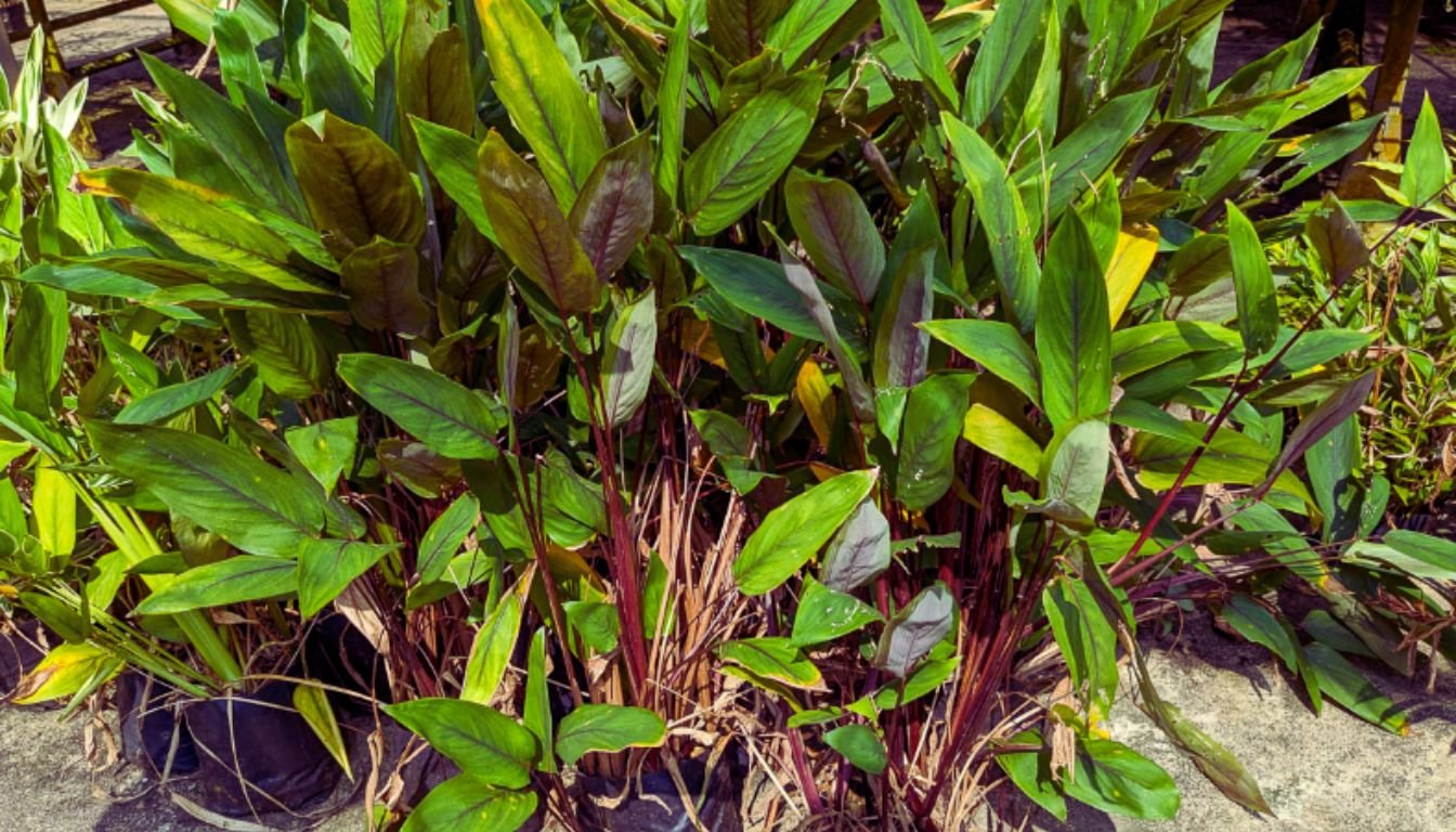 What Is Arrowroot? Discover Its Uses and Health Benefits (2026)