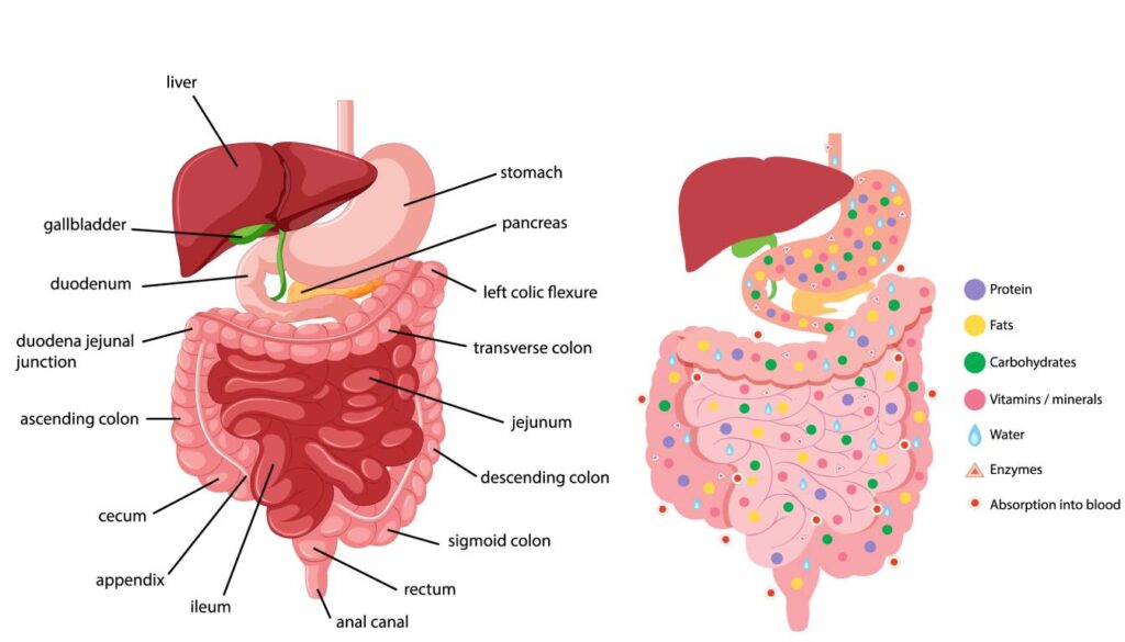 A diagram of the human digestive system showing labeled organs and the process of nutrient absorption.