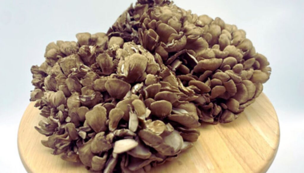 Two large clusters of brown maitake mushrooms on a wooden surface.