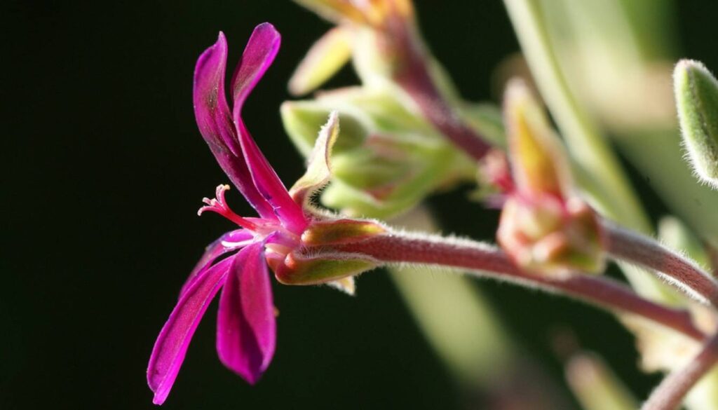 Close-up of a vibrant pink flower with elongated petals and fuzzy stems, set against a blurred green background.