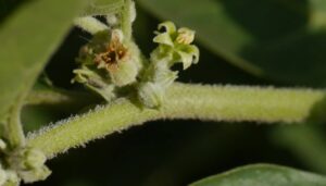 Testosterone Boost 4-Pack natural testosterone booster