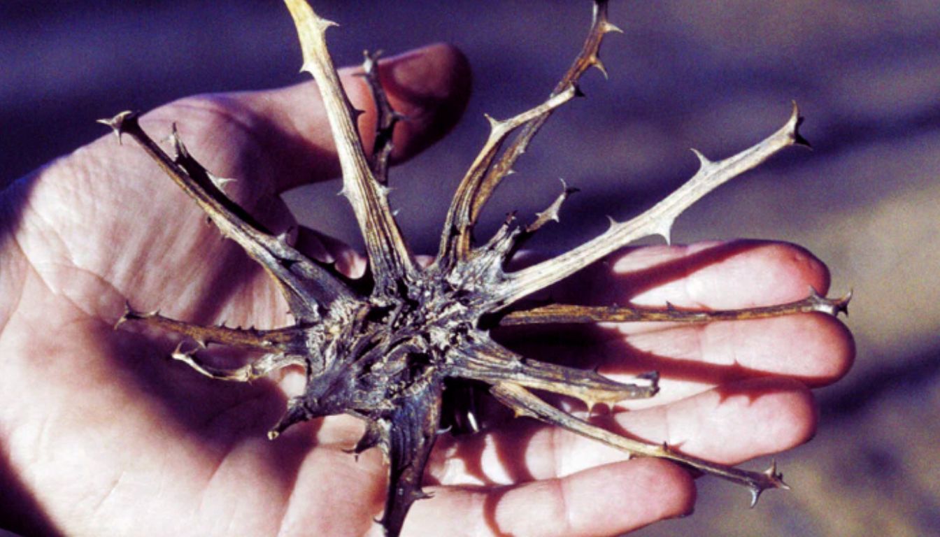 A hand holding a dried Devil's Claw seed pod with multiple sharp, curved spines.