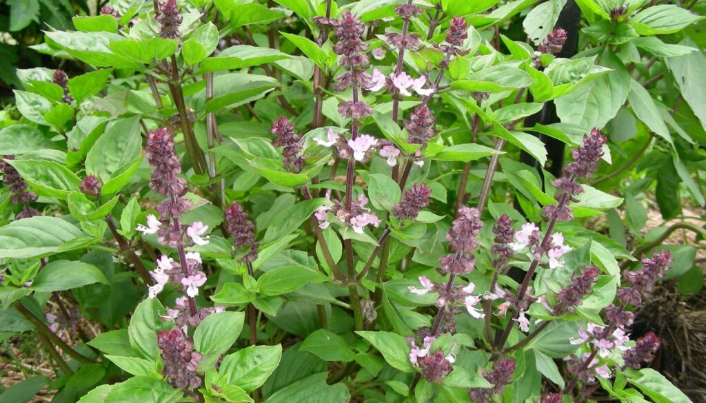 A lush basil plant with vibrant green leaves and clusters of small purple flowers.