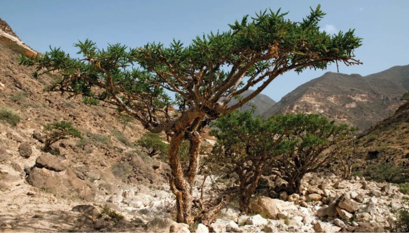 A frankincense tree with a distinctive umbrella-like canopy growing in a rocky, arid landscape with mountains in the background.