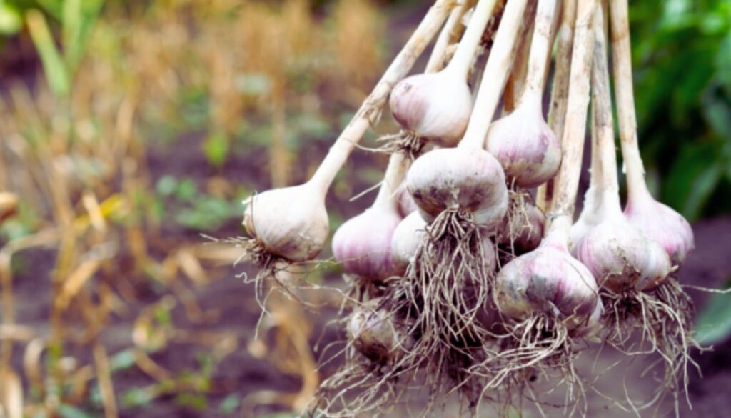 A bunch of freshly harvested garlic bulbs with roots attached, held together by their stems, with a blurred background of a garden or farm.