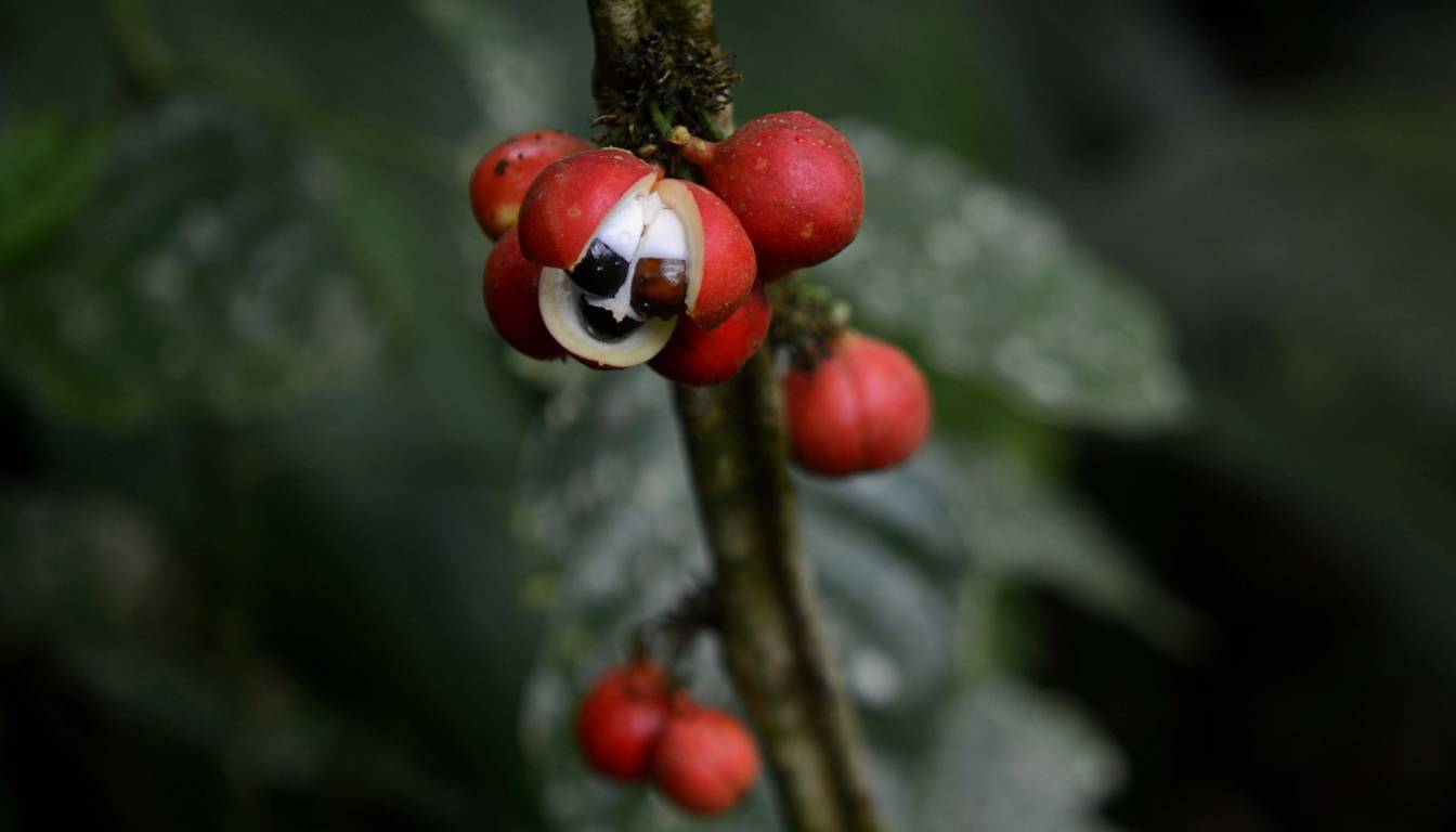 Close-up of a guarana fruit on a plant, showing its red outer shell and white interior with black seeds.