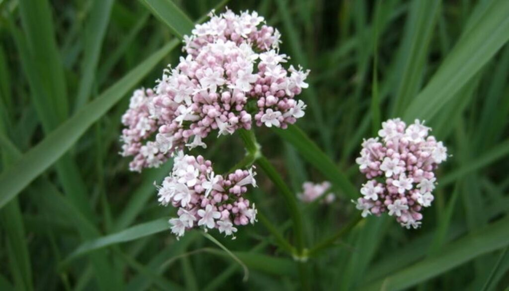 A close-up of a valerian plant with clusters of small, pale pink flowers surrounded by green leaves.