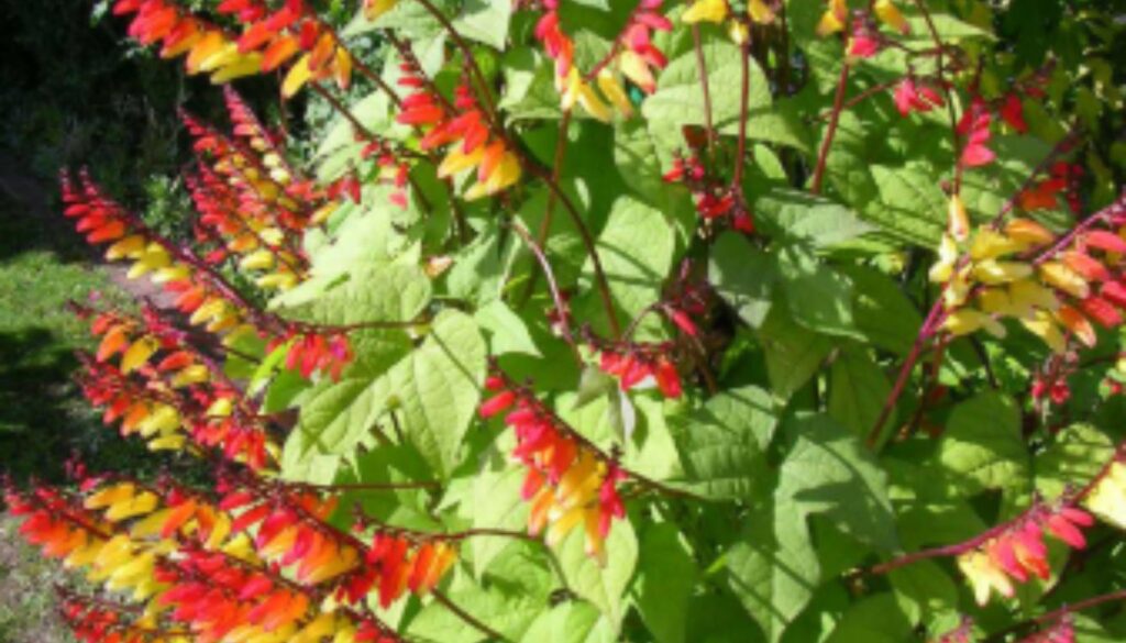 A lush plant with vibrant red, orange, and yellow tubular flowers and large green leaves, identified as Mina Lobata.