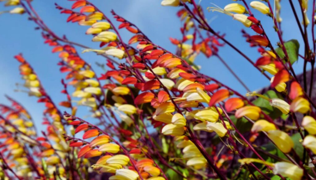 Close-up of Mina Lobata flowers with vibrant red, orange, and yellow blooms against a clear blue sky.