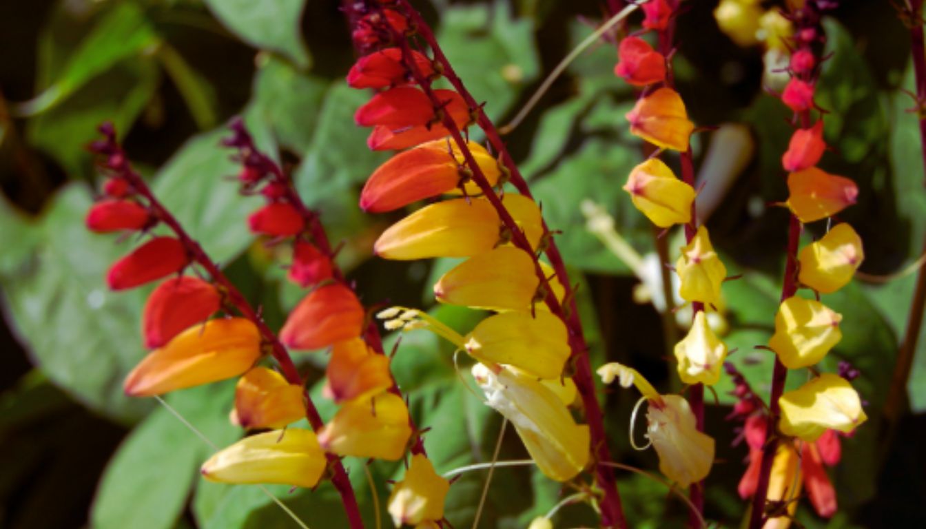 Close-up of vibrant Mina Lobata flowers with a gradient of colors from red to yellow.