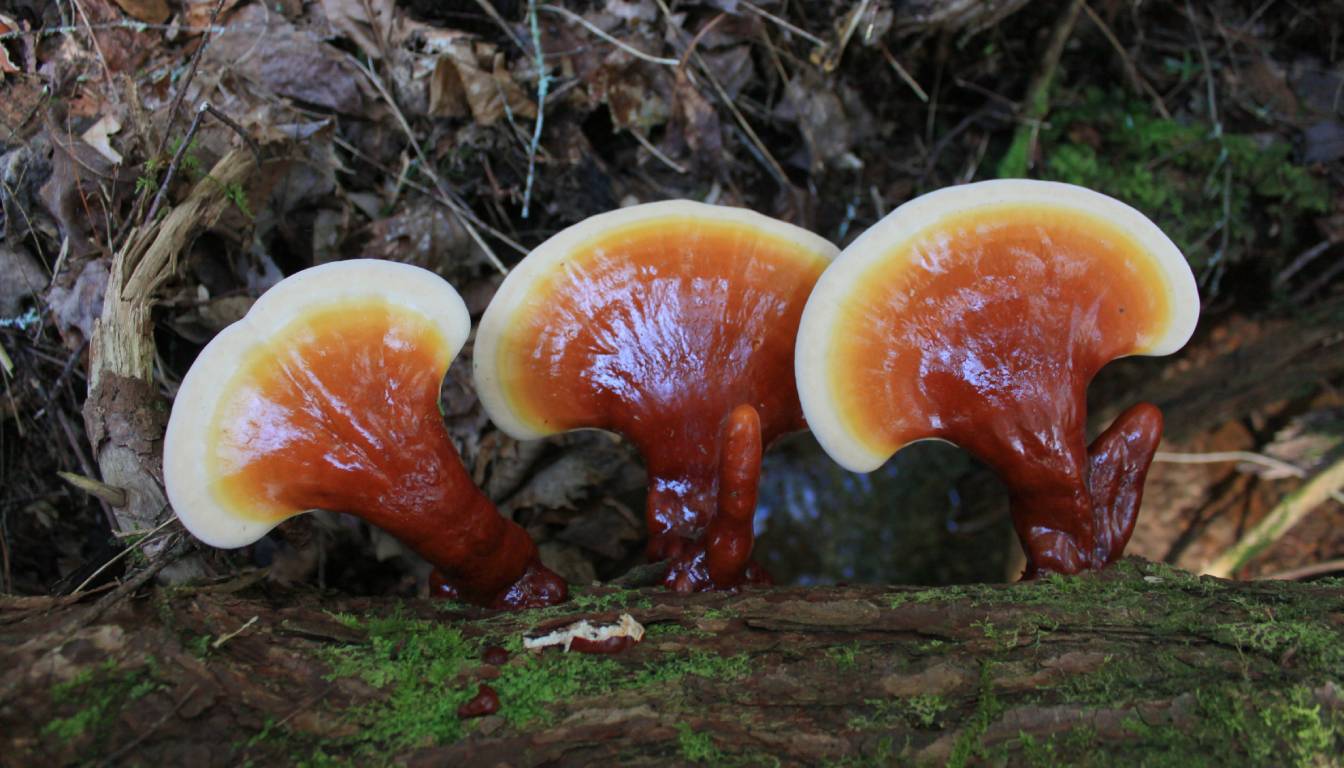 Three Reishi mushrooms growing on a moss-covered log in a forest setting.