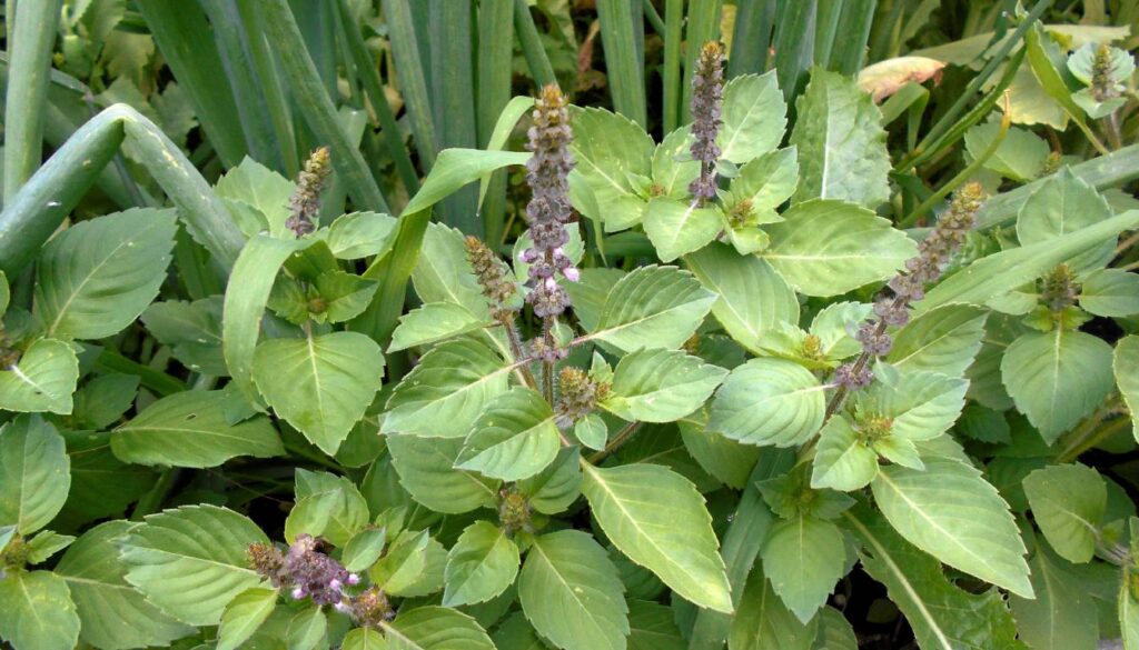 A close-up view of a Tulsi (Holy Basil) plant with green leaves and purple flower spikes.