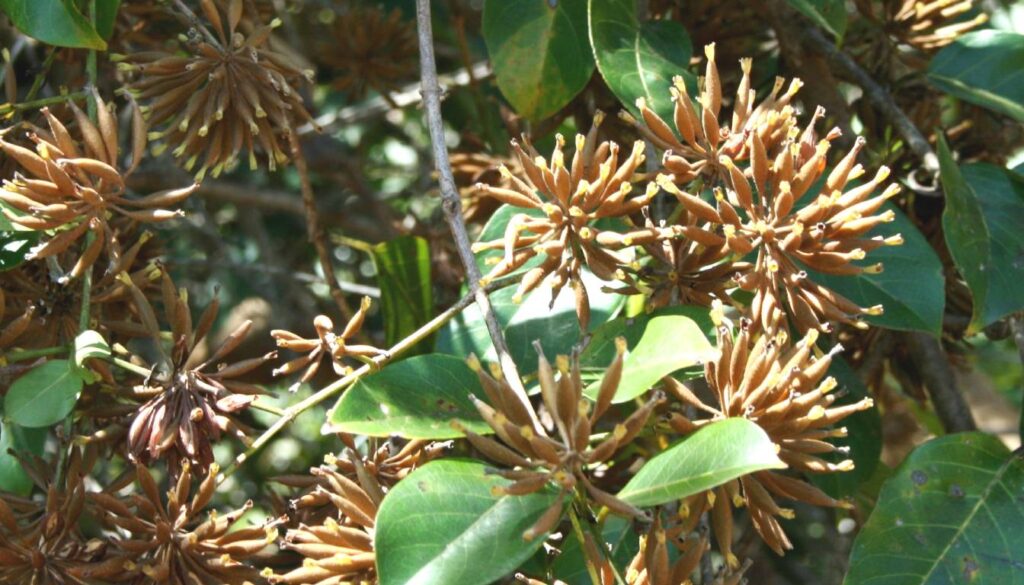 Close-up of Uncaria tomentosa plant with clusters of brown, elongated seed pods and green leaves.