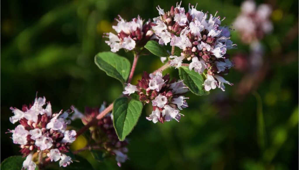 Close-up of wild oregano flowers with small, delicate pink and white petals and green leaves.