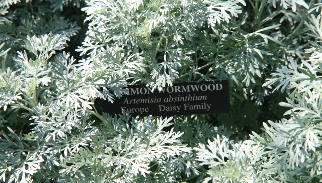 Close-up of a Lemon Wormwood plant with a label showing its scientific name, Artemisia absinthium, and its family, Daisy Family.