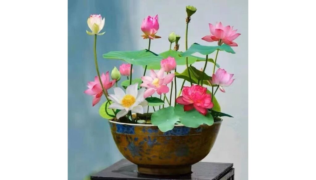 A ceramic bowl filled with blooming lotus flowers in various shades of pink and white, with large green leaves and lotus seed pods.