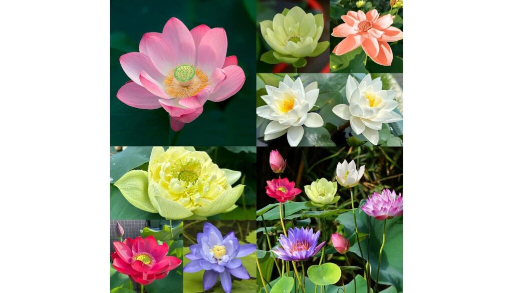 A collection of colorful lotus flowers in full bloom, showcasing various species and colors.