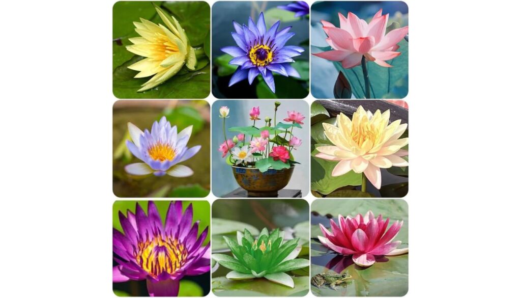 A collage of nine different lotus flowers in various colors including yellow, blue, pink, purple, and green, showcasing the diversity of lotus blooms.