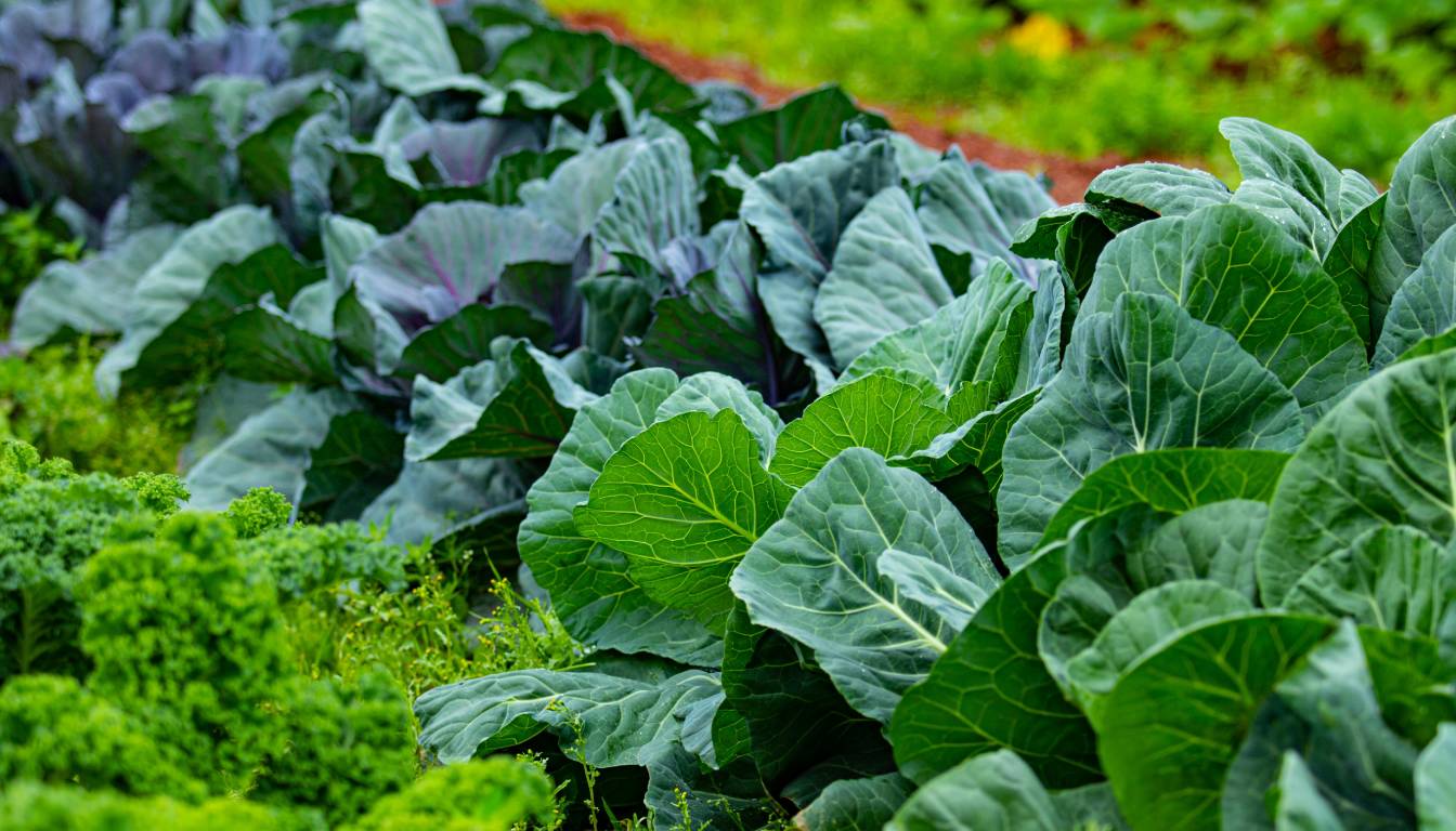 Rows of leafy green vegetables thriving in a garden, grown from kitchen scraps.