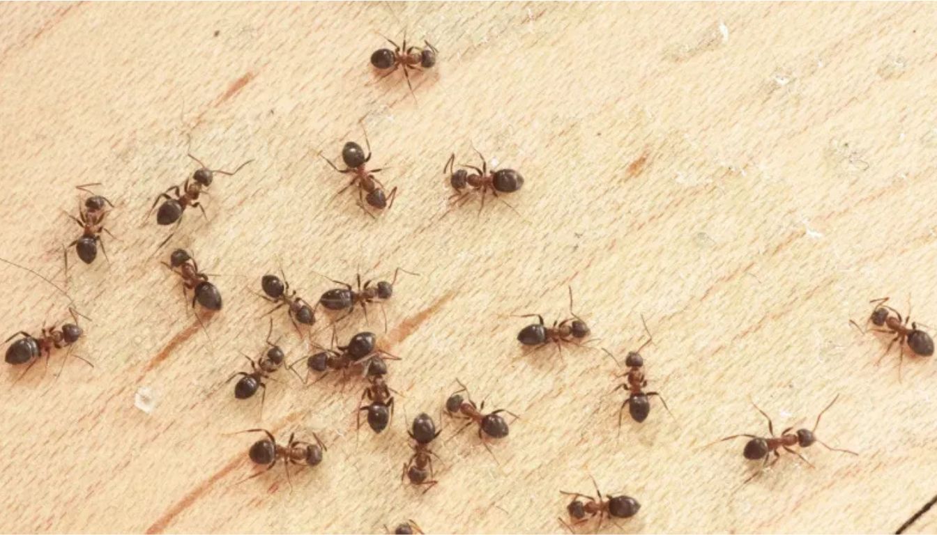 A group of ants on a wooden surface.