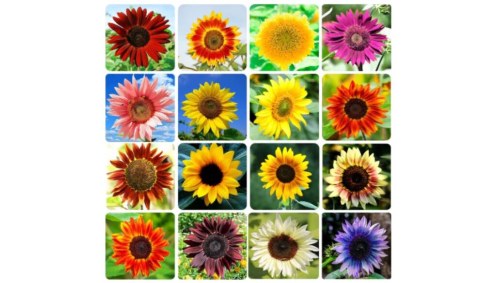 A packet of 1000+ heirloom non-GMO sunflower seeds featuring a colorful array of sunflower images.