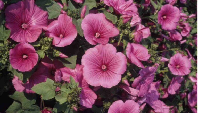 7 Plants To Prune In March For Healthy Spring Growth (2026)