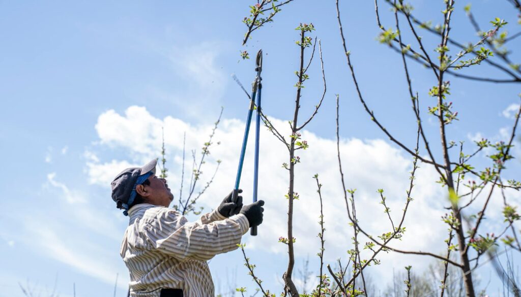 A gardener using pruning shears to trim a branch from a small tree in a garden surrounded by budding spring vegetation.