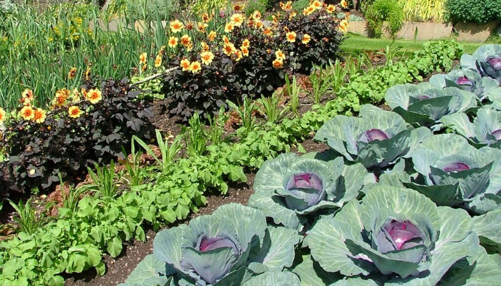 Rows of healthy cabbage plants in a garden, surrounded by companion plants like marigolds and leafy greens for pest control and improved growth.