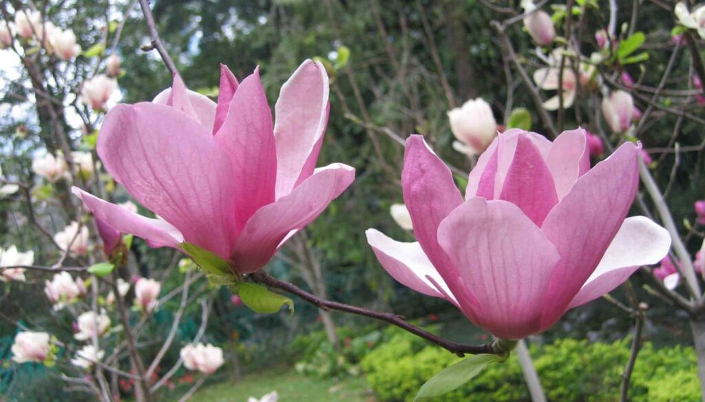 A close-up of a purple magnolia flower in full bloom, with its vibrant petals glistening under sunlight against a soft green background.